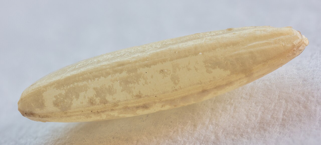 Aged Basmati Rice